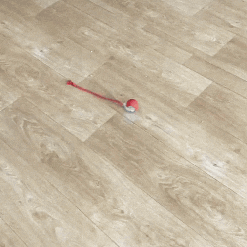 Bola Ca&ccedil;adora Inteligente para Gatos em movimento